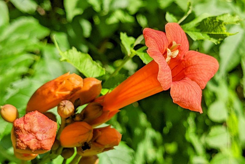 Overwhelming Trumpet Vine