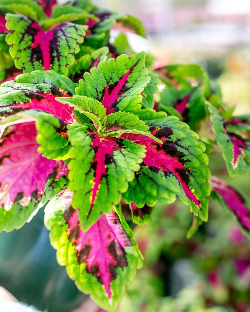 Carefree Coleus Combinations