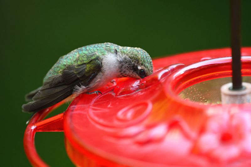Bay Leaf Repellent