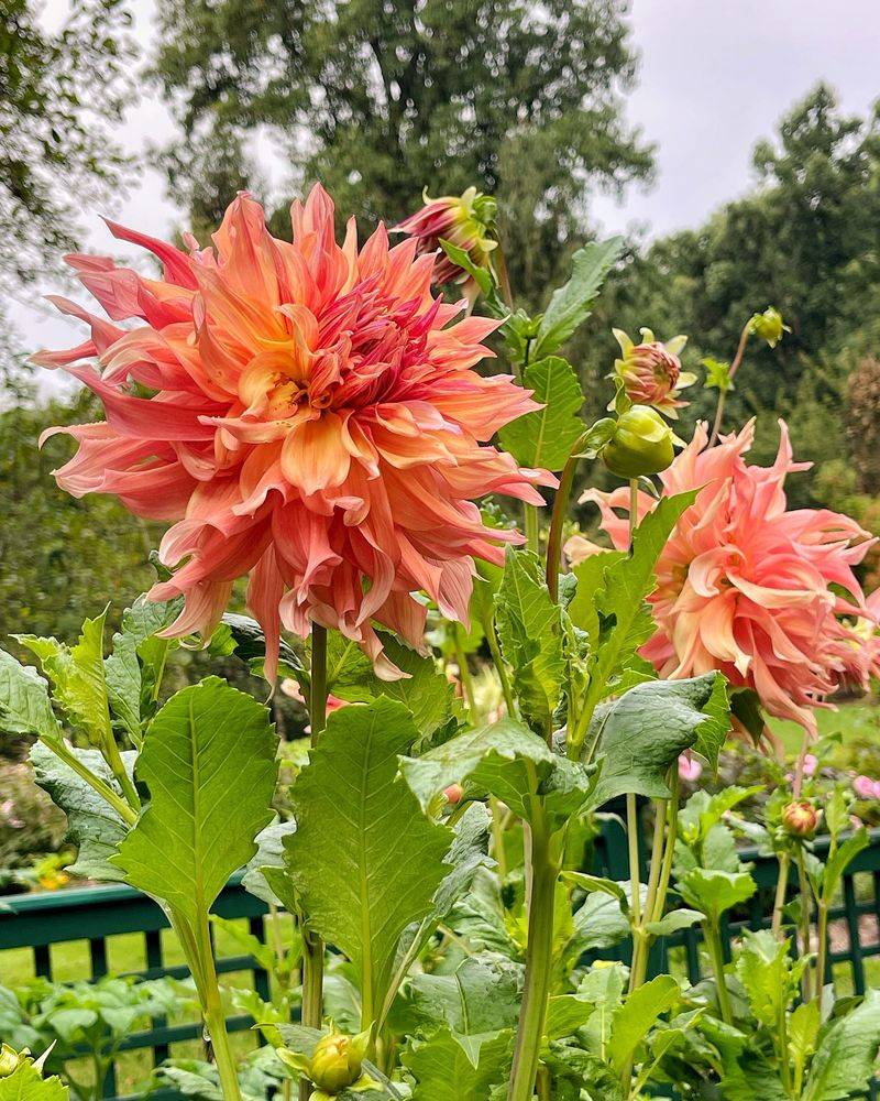 Dramatic Dinnerplate Dahlias