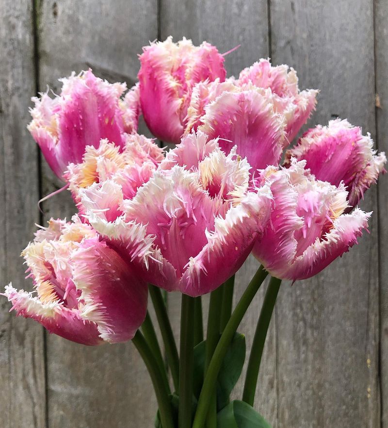 Fringed Tulips