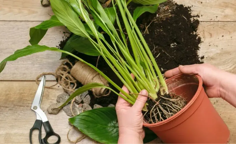 Check for Root Issues