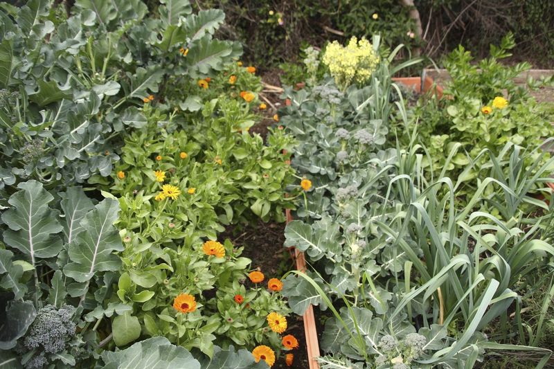 Grow Companions That Deter Pests