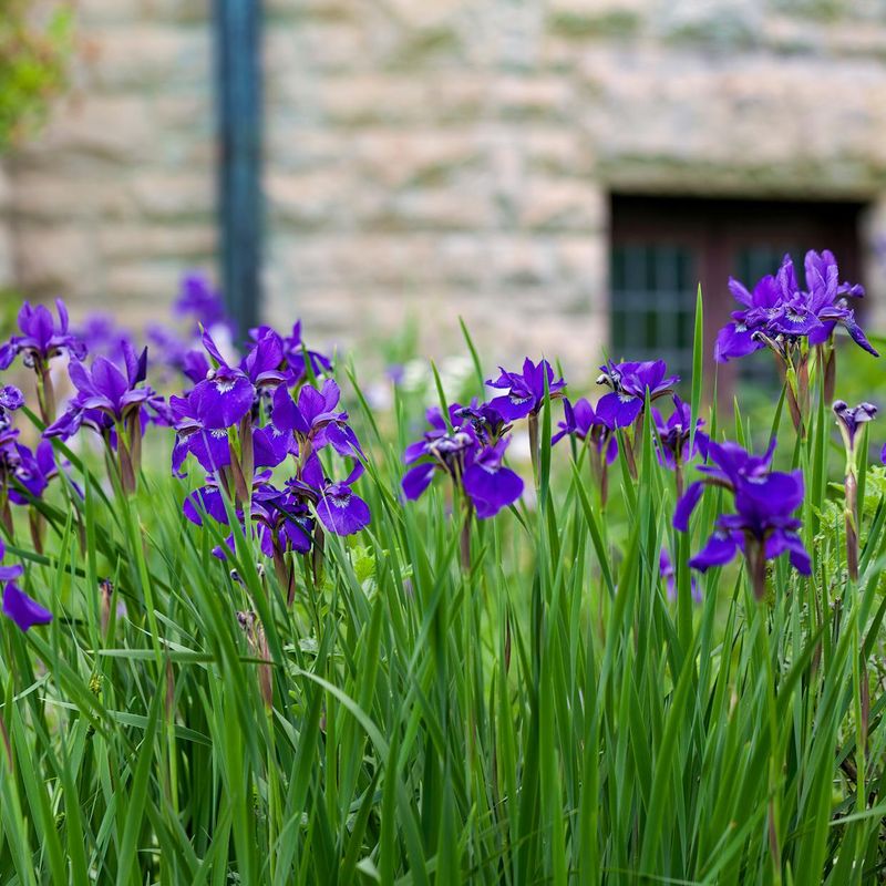 Maintain Good Garden Hygiene