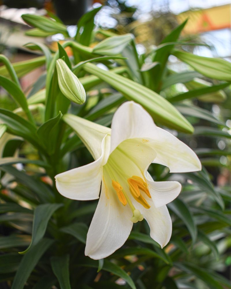 Let Foliage Mature Naturally