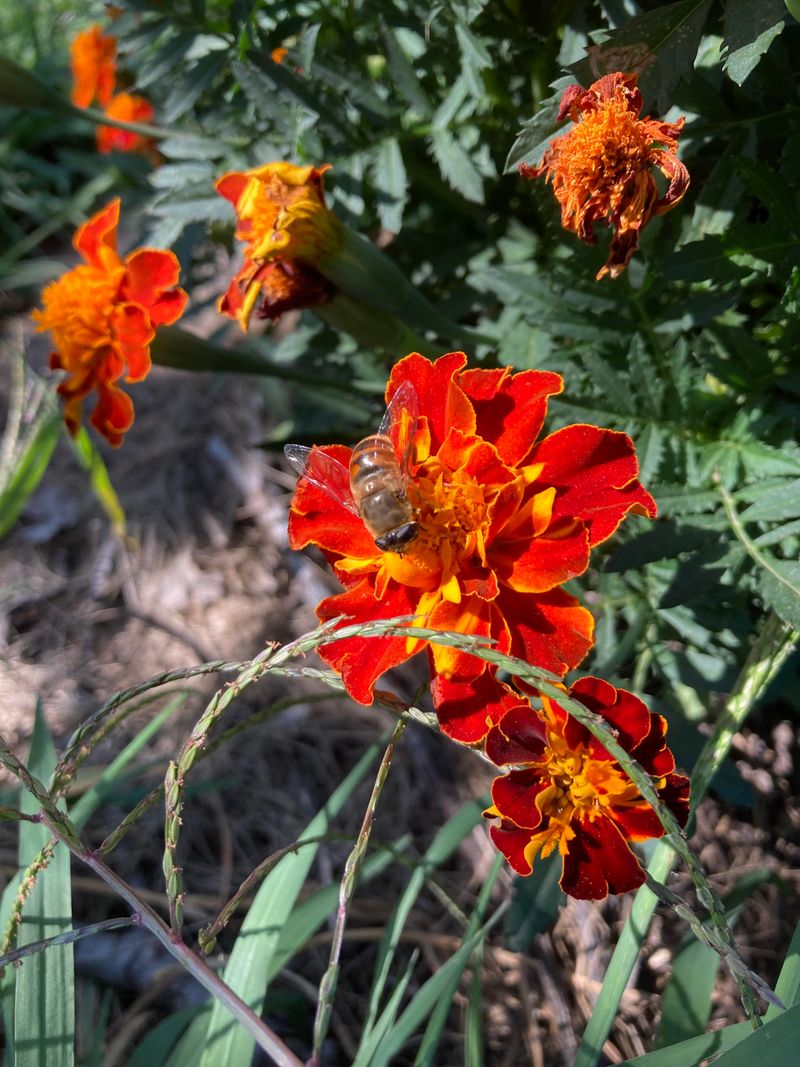 Using Chemical Pesticides Indiscriminately