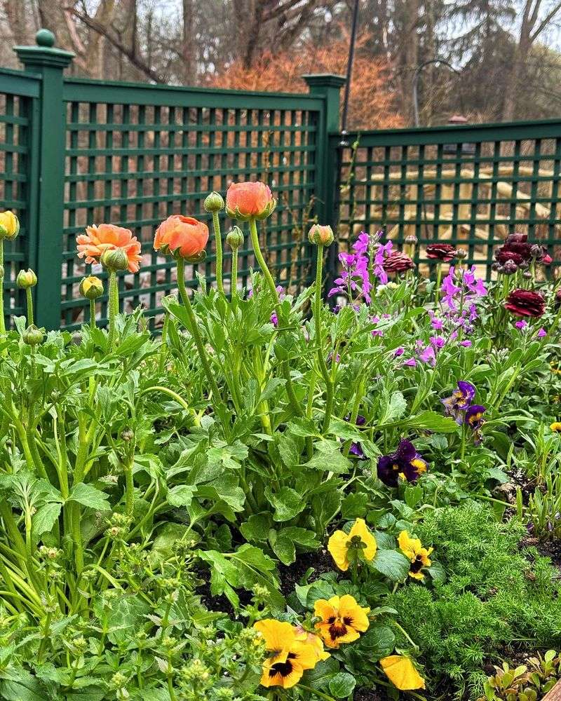 Transplanting Perennials