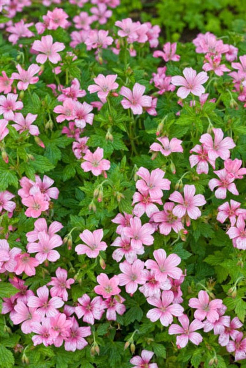 Wargrave Pink