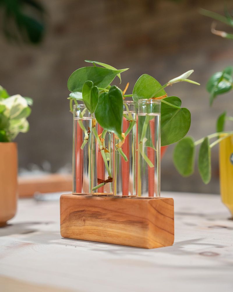 Propagate Cuttings