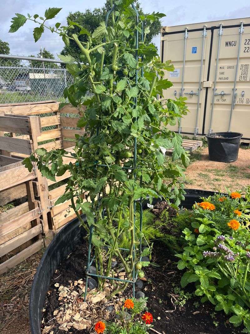 Master Succession Planting