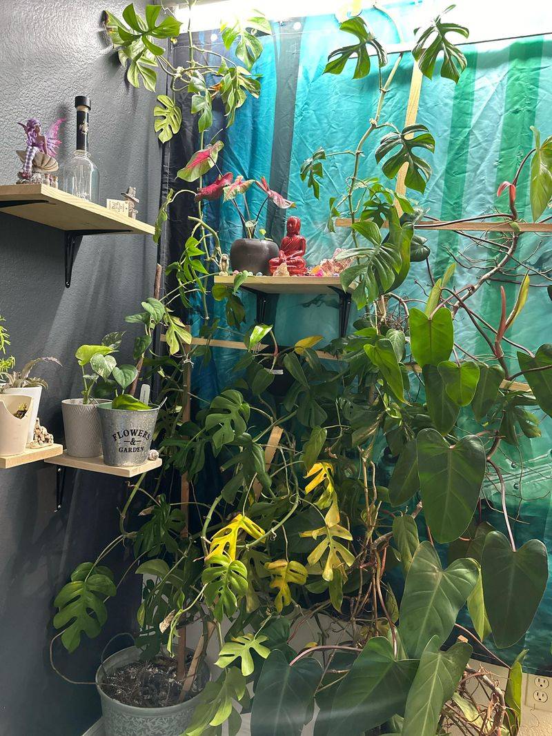 Revive neglected office plants