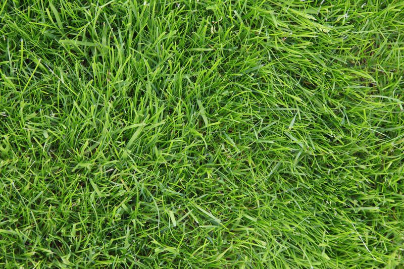 Mismatched Grass Varieties
