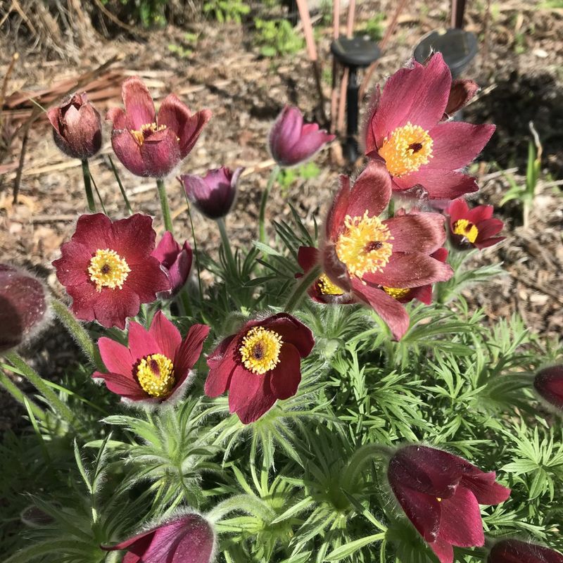 Transplanting During Bloom