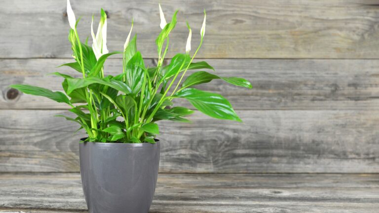 peace lily plant