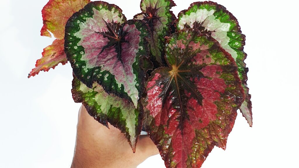 rex begonia houseplant