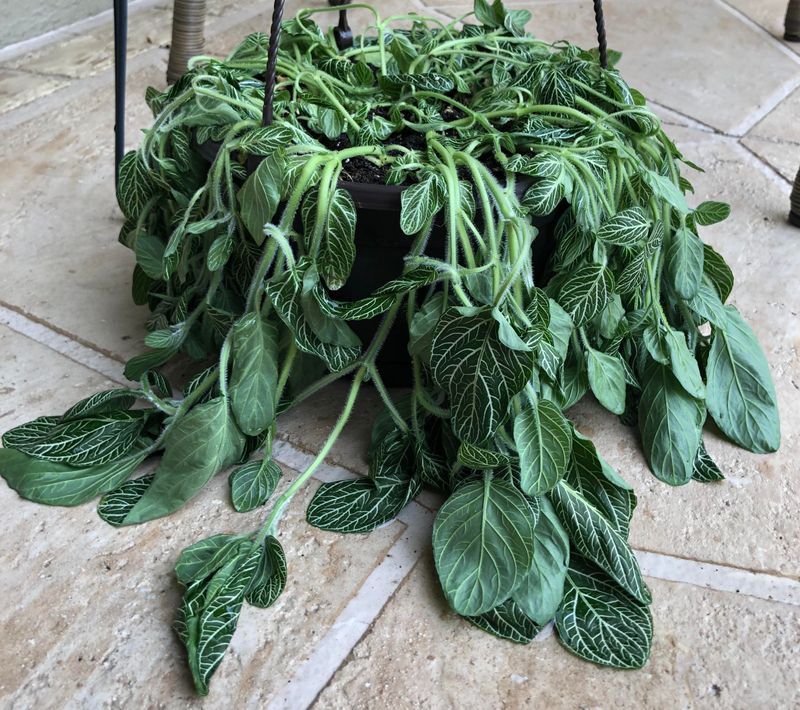 Nerve Plant: The Fainting Fittonia