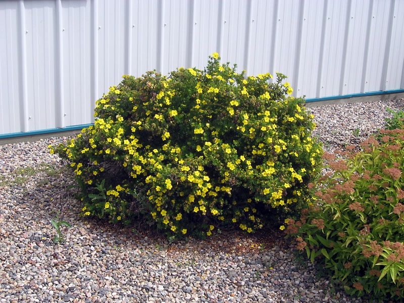 Potentilla 'Gold Star'