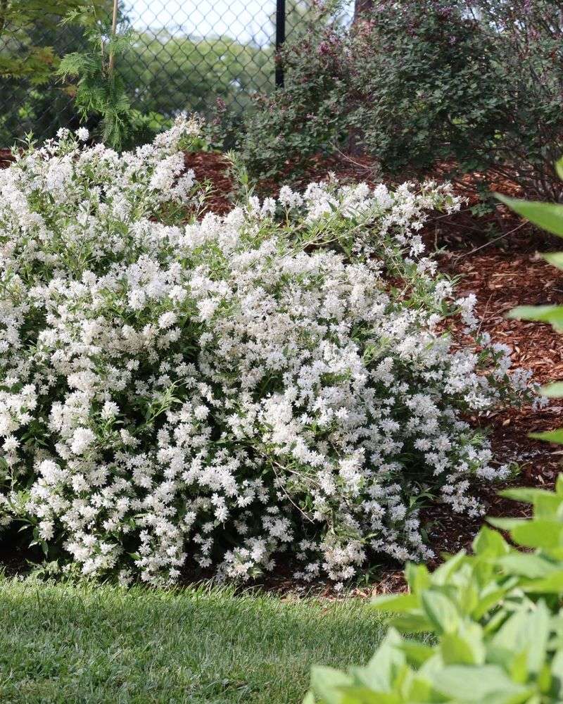 Deutzia