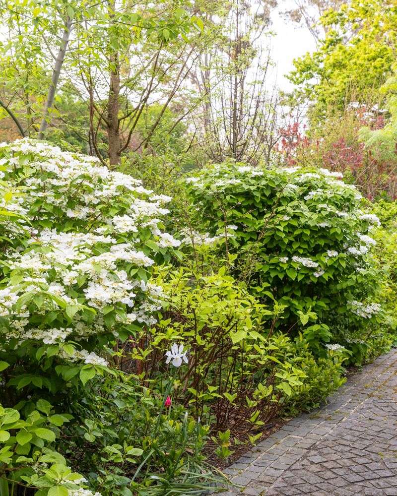 Viburnum