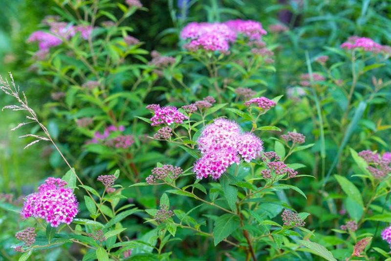Spirea Bushes