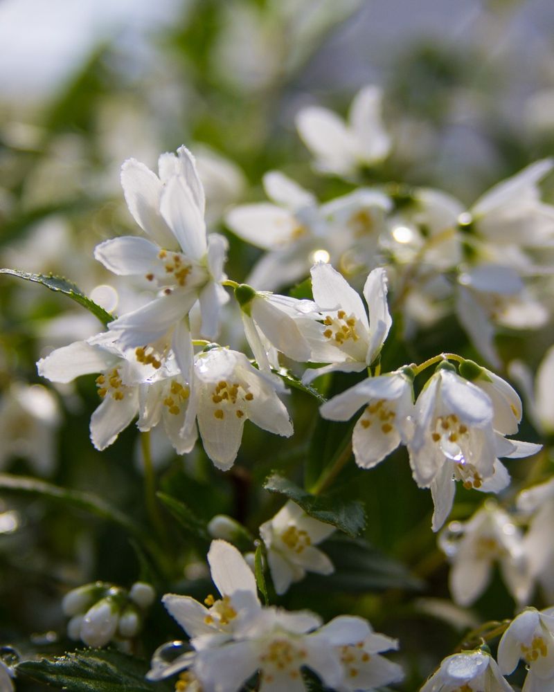 Deutzia Gracilis