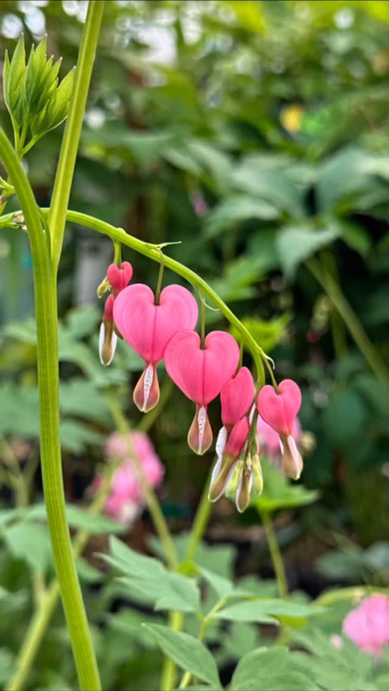 Bleeding Heart
