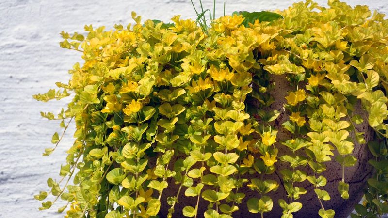 Creeping Jenny: Golden Waterfall Effect