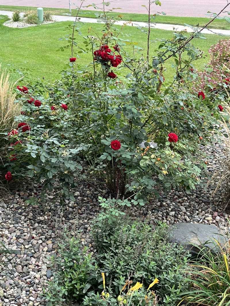 Seasonal Pruning