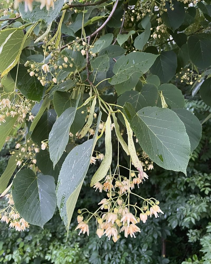 American Basswood