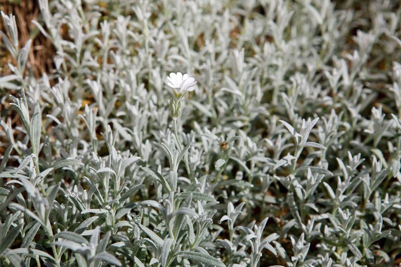 Snow-in-Summer