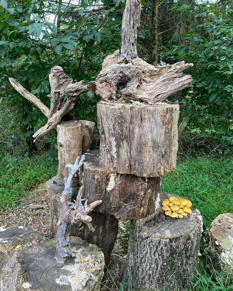 Flowering Stumperies