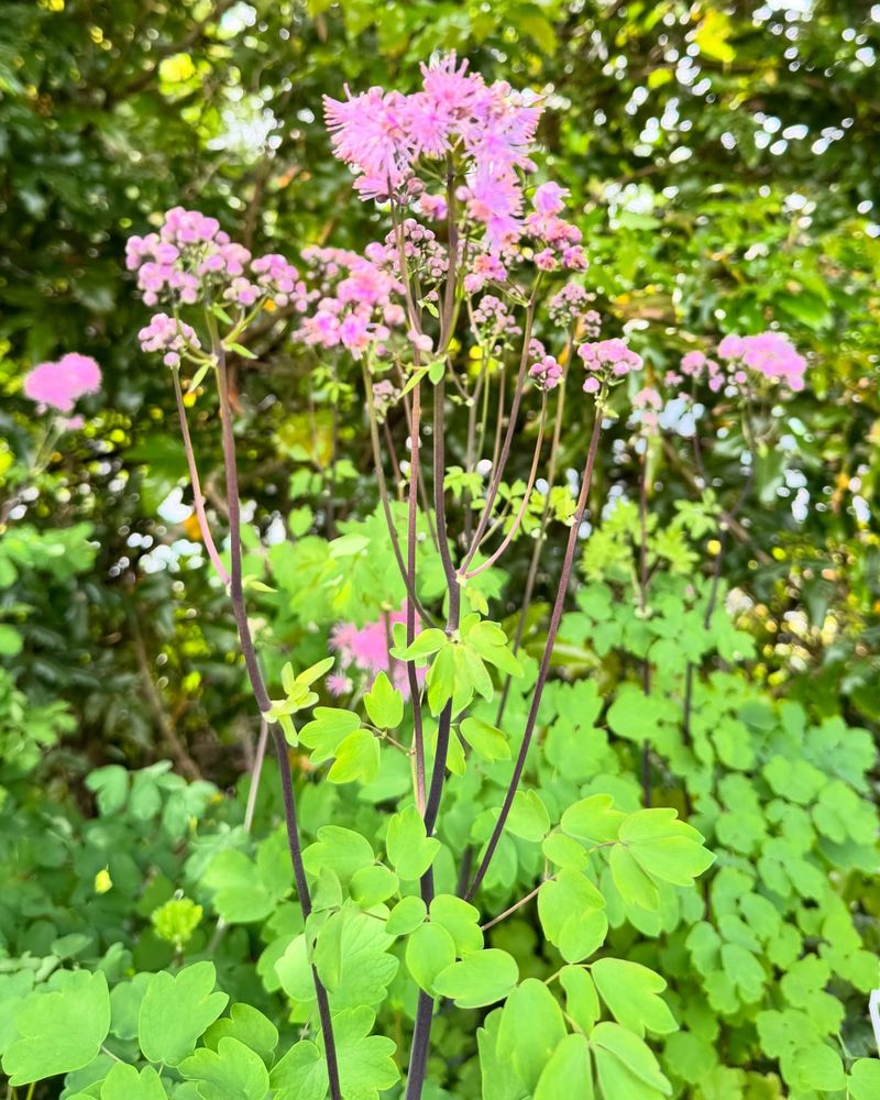 Thalictrum (Meadow Rue)