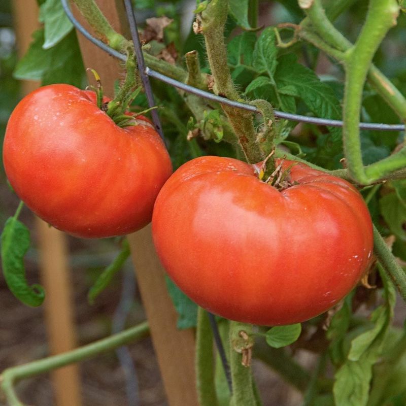 Mortgage Lifter: The Giant Heirloom with a Story
