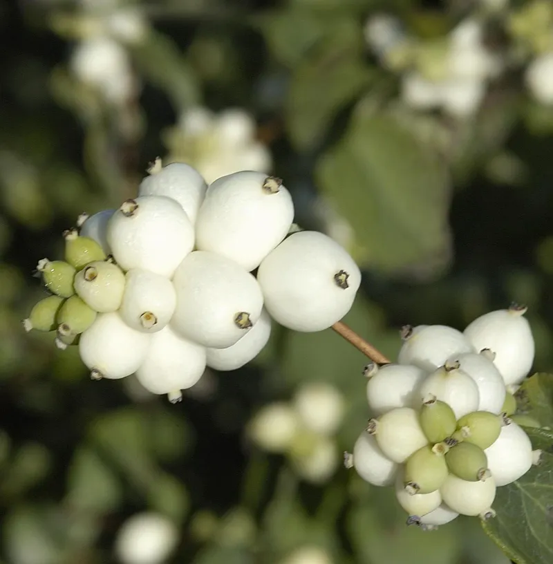 Spectacular Snowberry