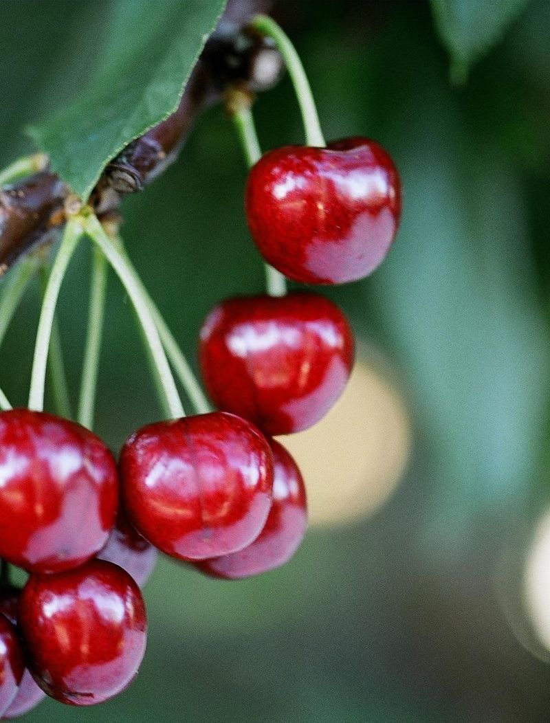 Sweetheart Cherry