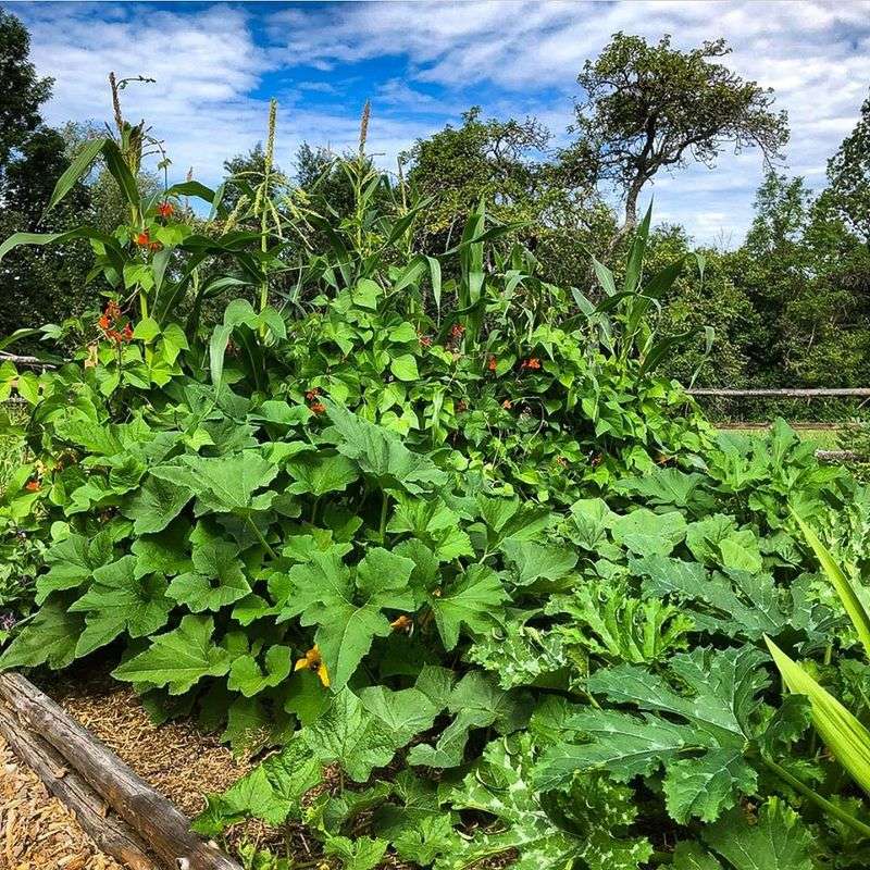Three Sisters Garden Plot