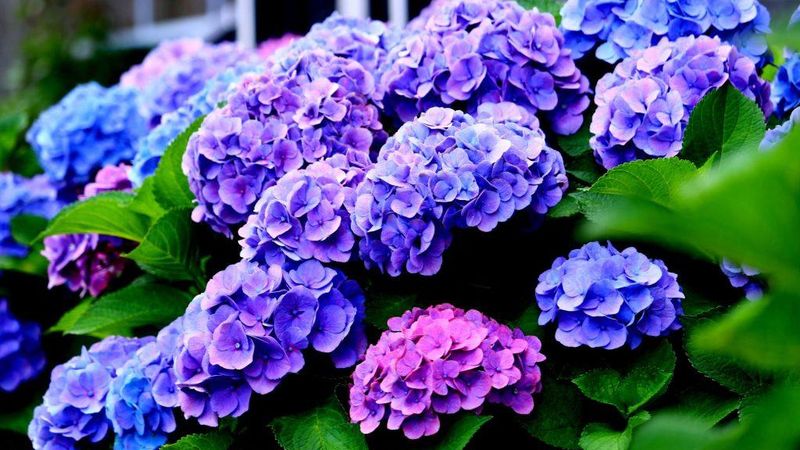 Watering Affects Bloom Color