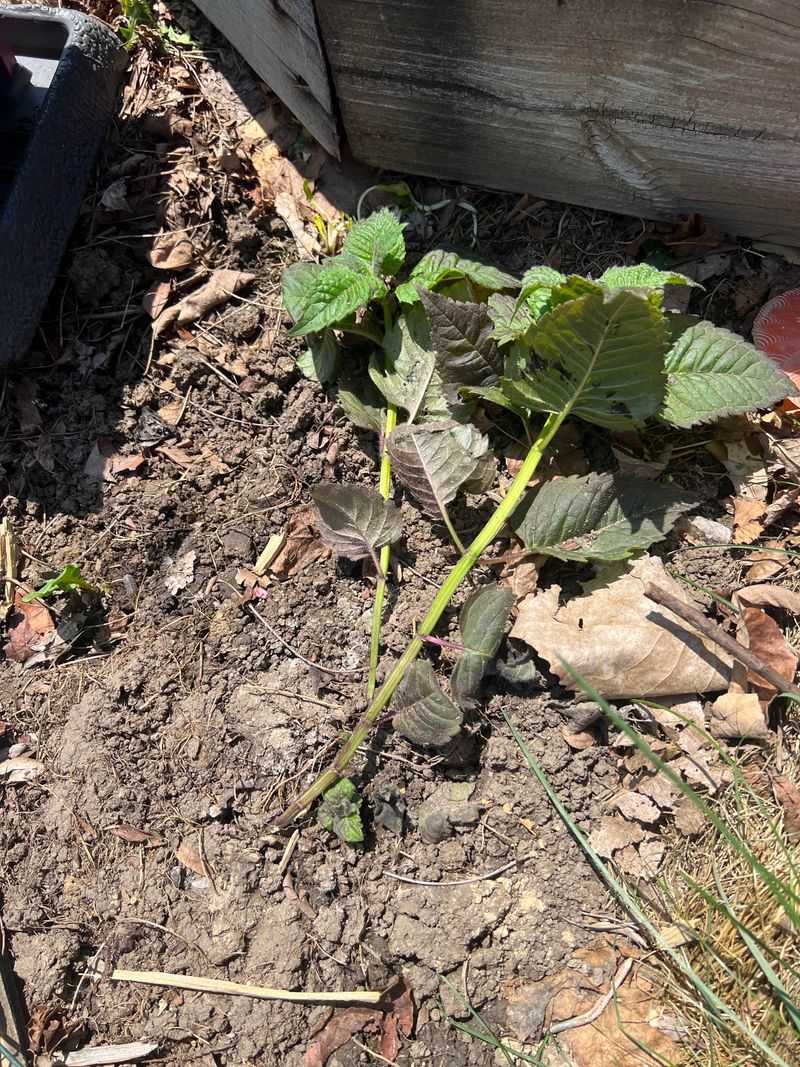 Root Cuttings