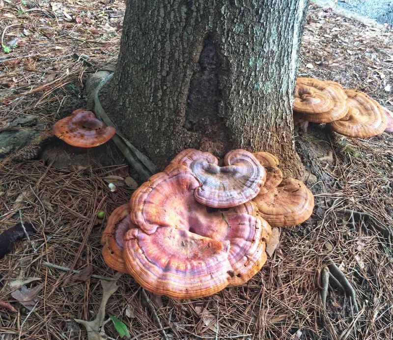 Fungal Growth Signals Internal Decay