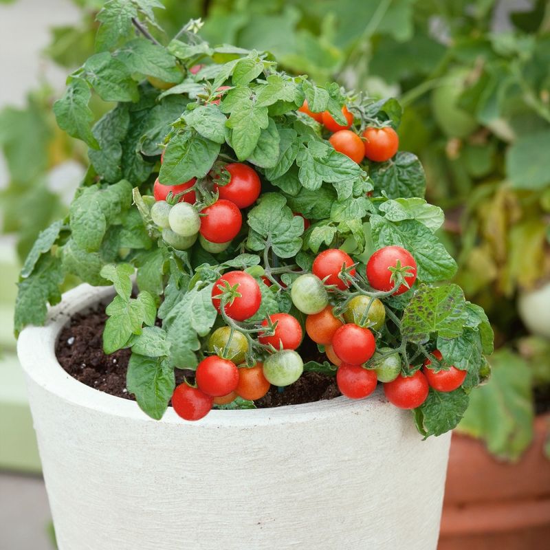 Yield Expectations and Fruit Quality