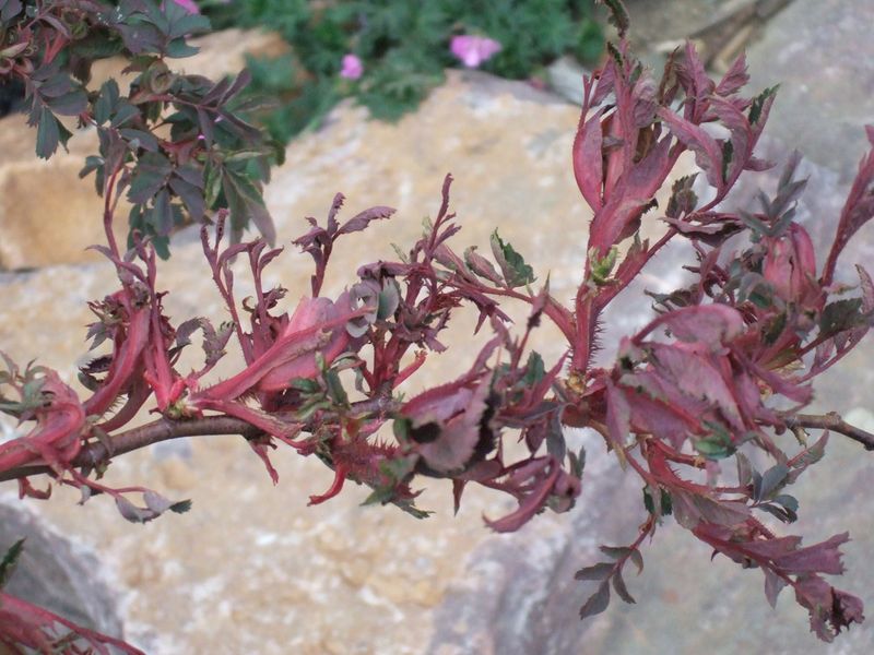 Rose Rosette Disease