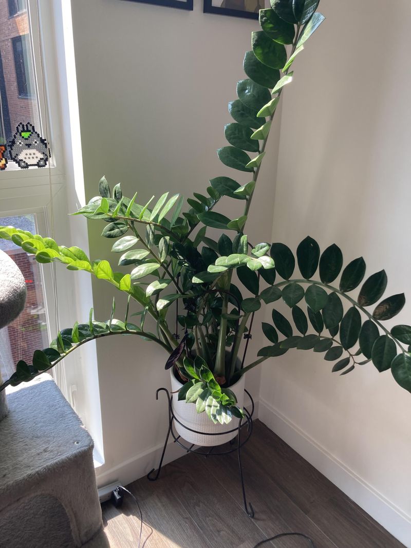 Support Leggy Stems