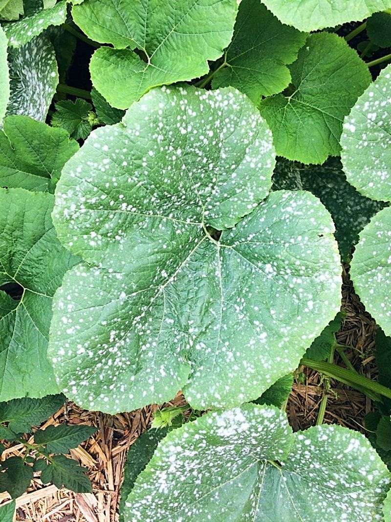 Mildew Management