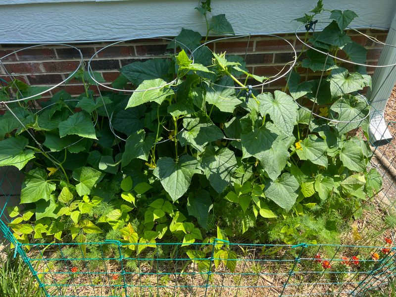 Morning Pruning