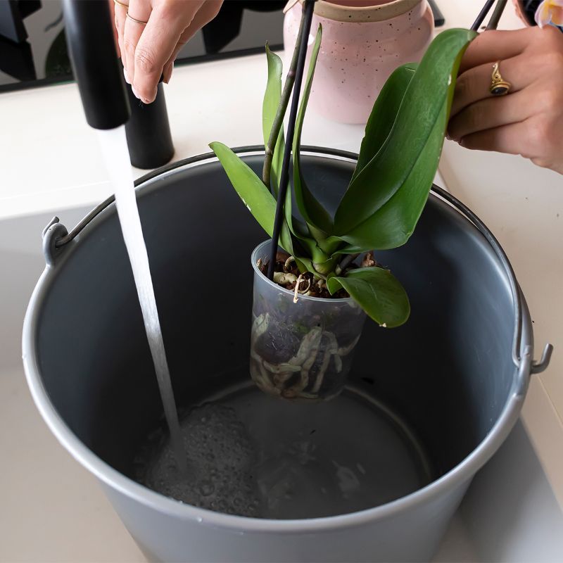 Different Watering Needs