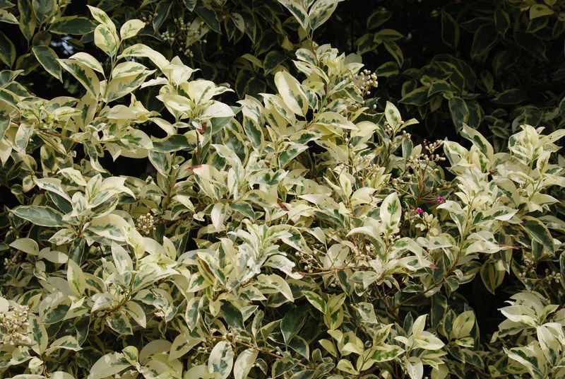 Ligustrum Lucidum ‘Excelsum Superbum’
