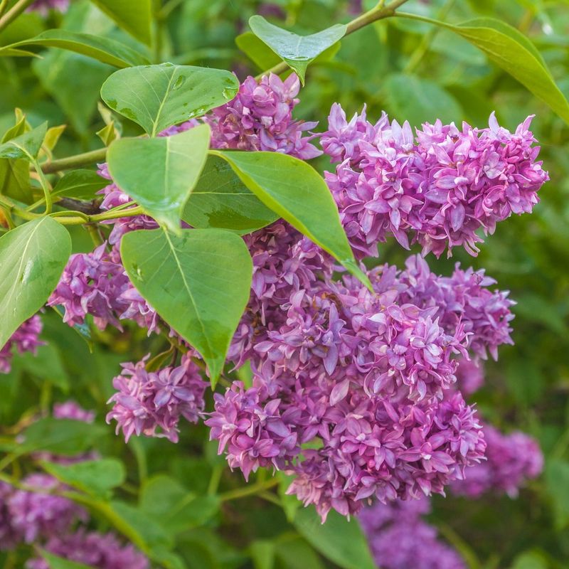 Lilacs Lose Their Luster