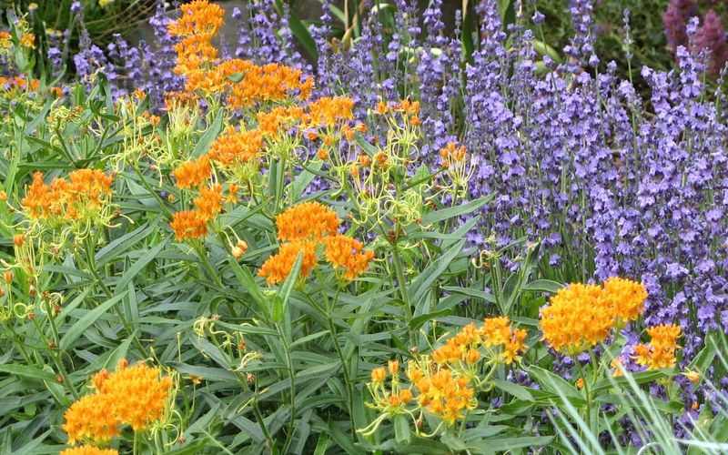 Russian Sage