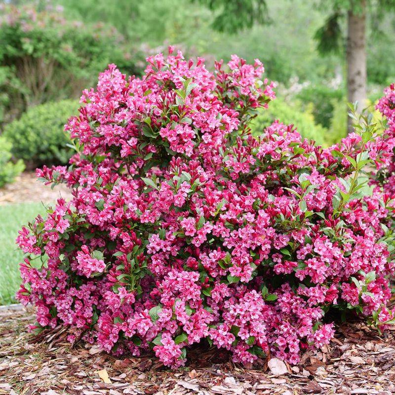Weigela 