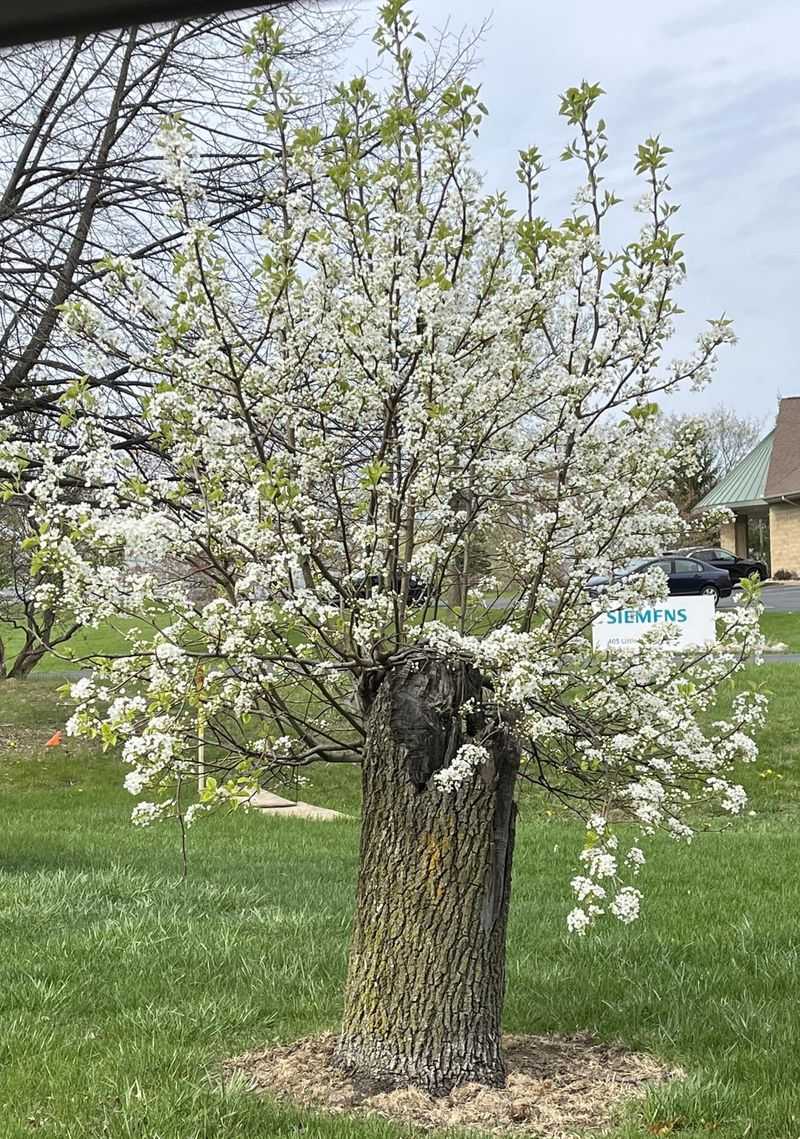 Bradford Pear: Brittle And Problematic